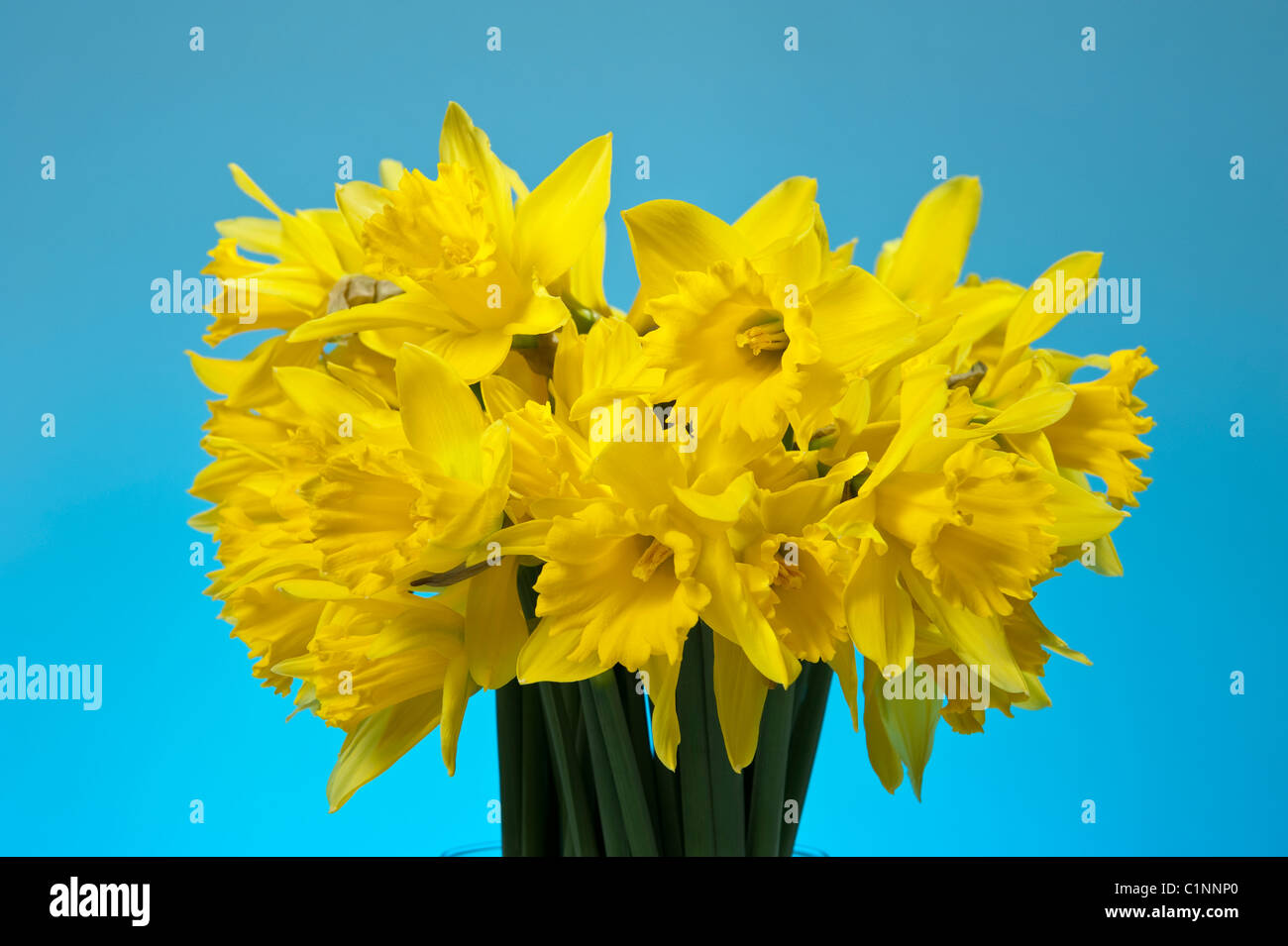 A bunch of spring daffodil flowers in a glass vase against a sky blue background Stock Photo