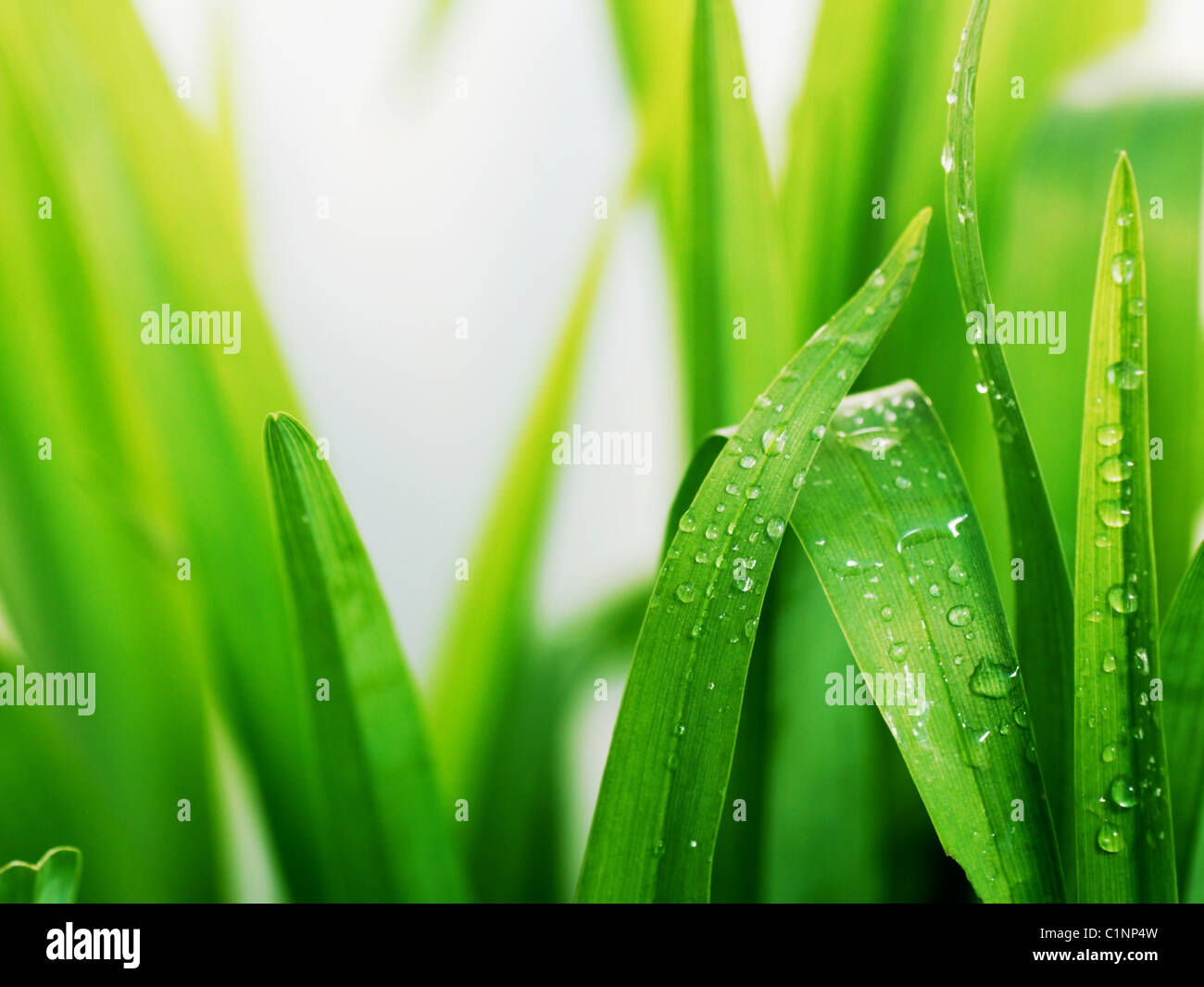 Fresh green grass leaves with dew drops Stock Photo