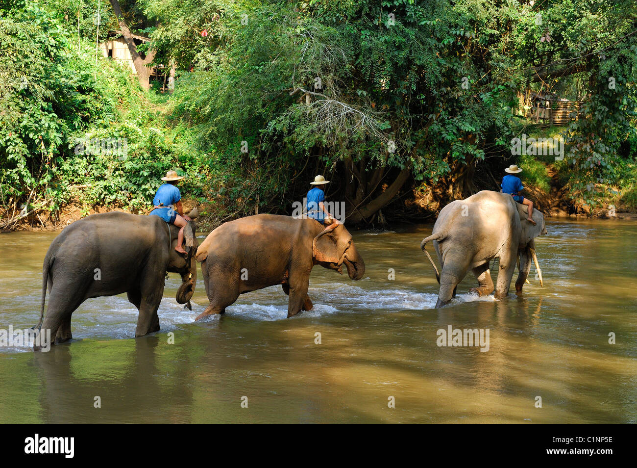 Thailand, Chiang Mai province, Chiang Dao, Elephant Training Center Stock Photo