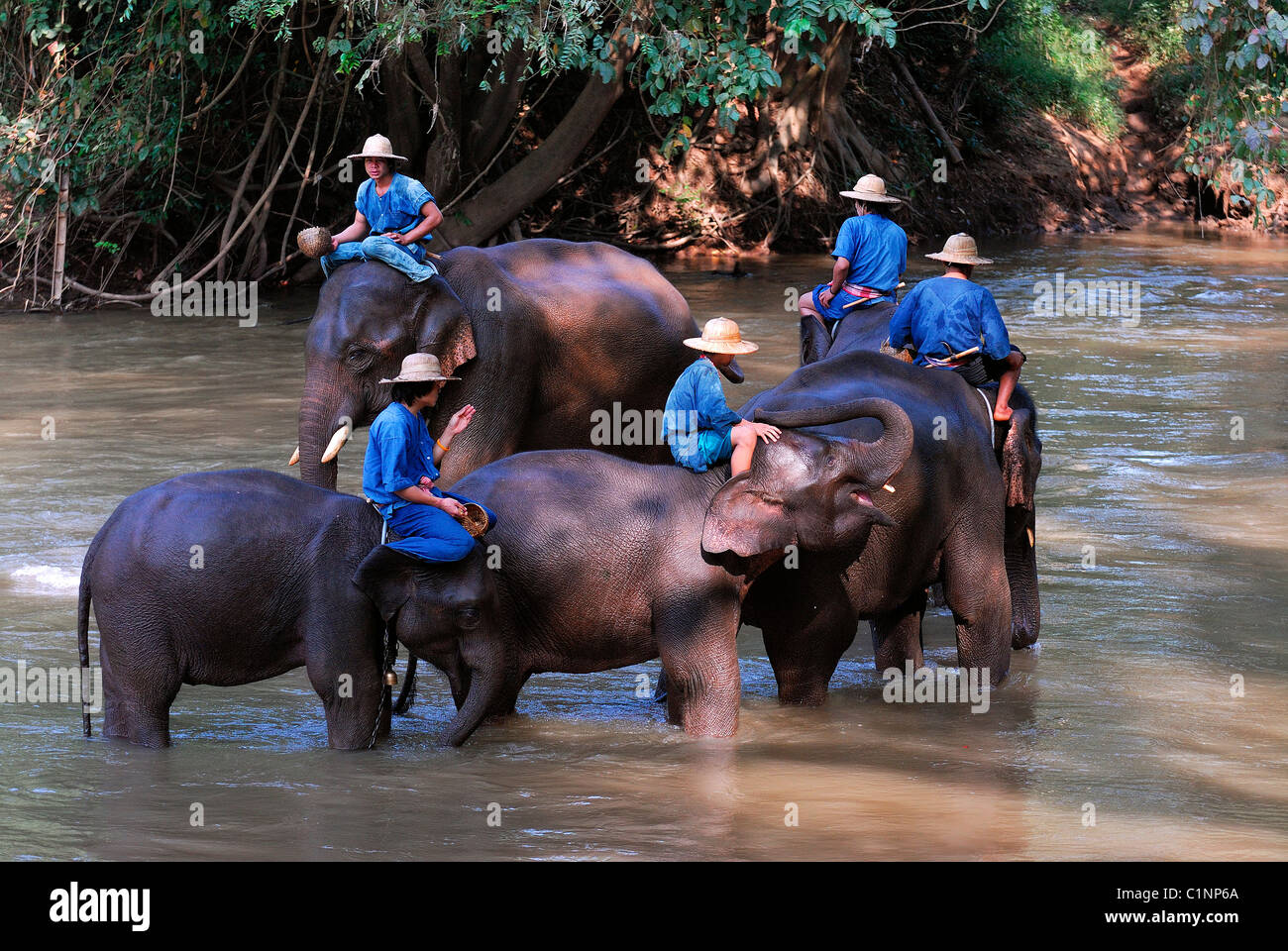 Thailand, Chiang Mai province, Chiang Dao, Elephant Training Center Stock Photo
