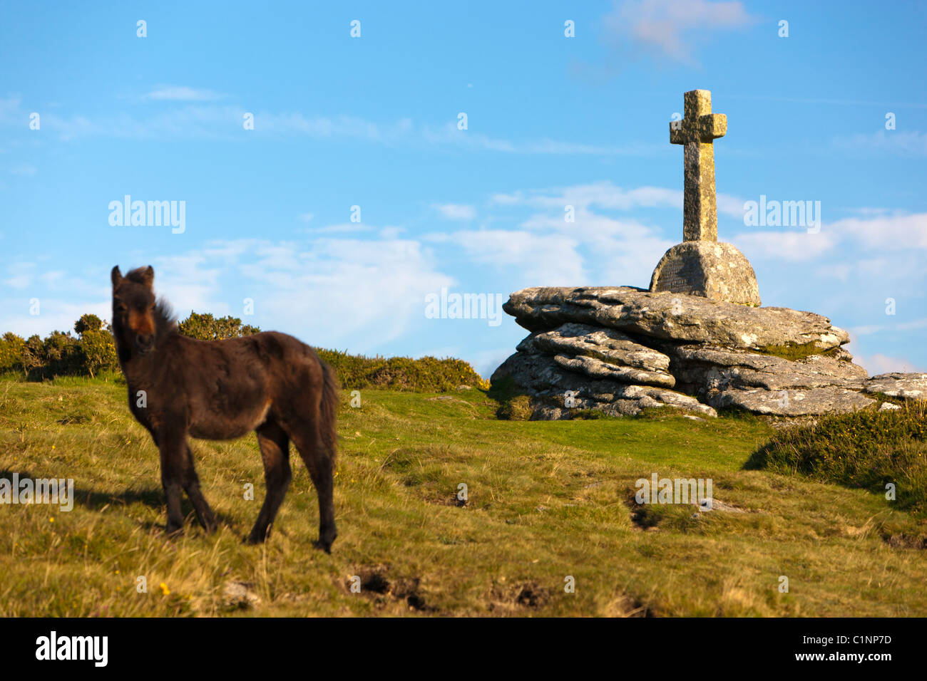 Dartmoor pony, Dartmoor National Park, Devon, Great Britain Stock Photo