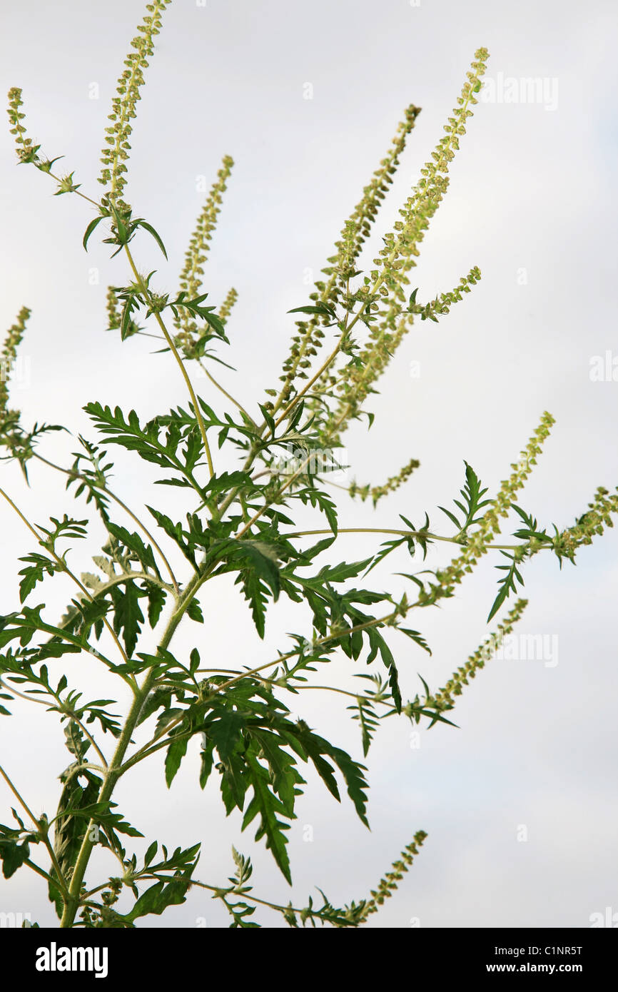 Ragweed (Ambrosia). The pollen causes hay fever Stock Photo