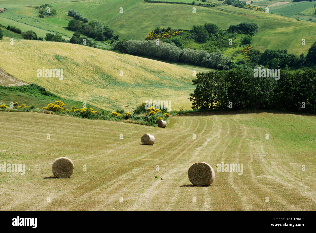 Hay bales in green summer meadow Stock Photo