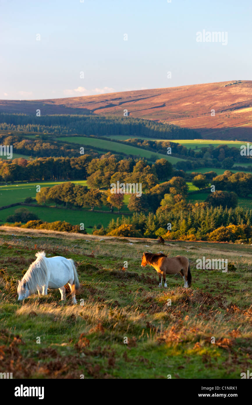Dartmoor Pony, Dartmoor National Park Stock Photo Alamy