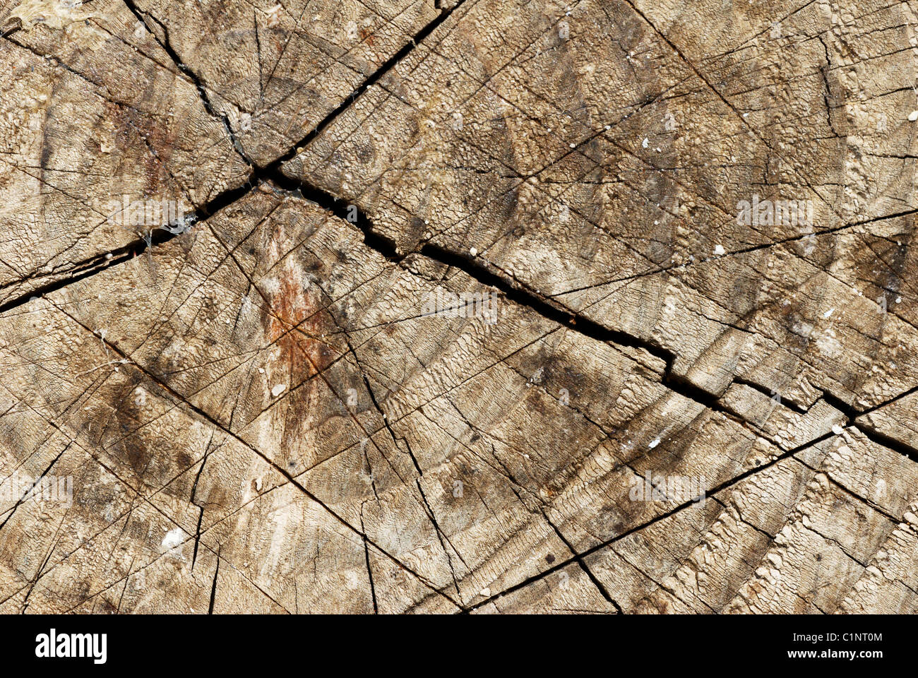 Natural texture of rough old tree trunk Stock Photo - Alamy