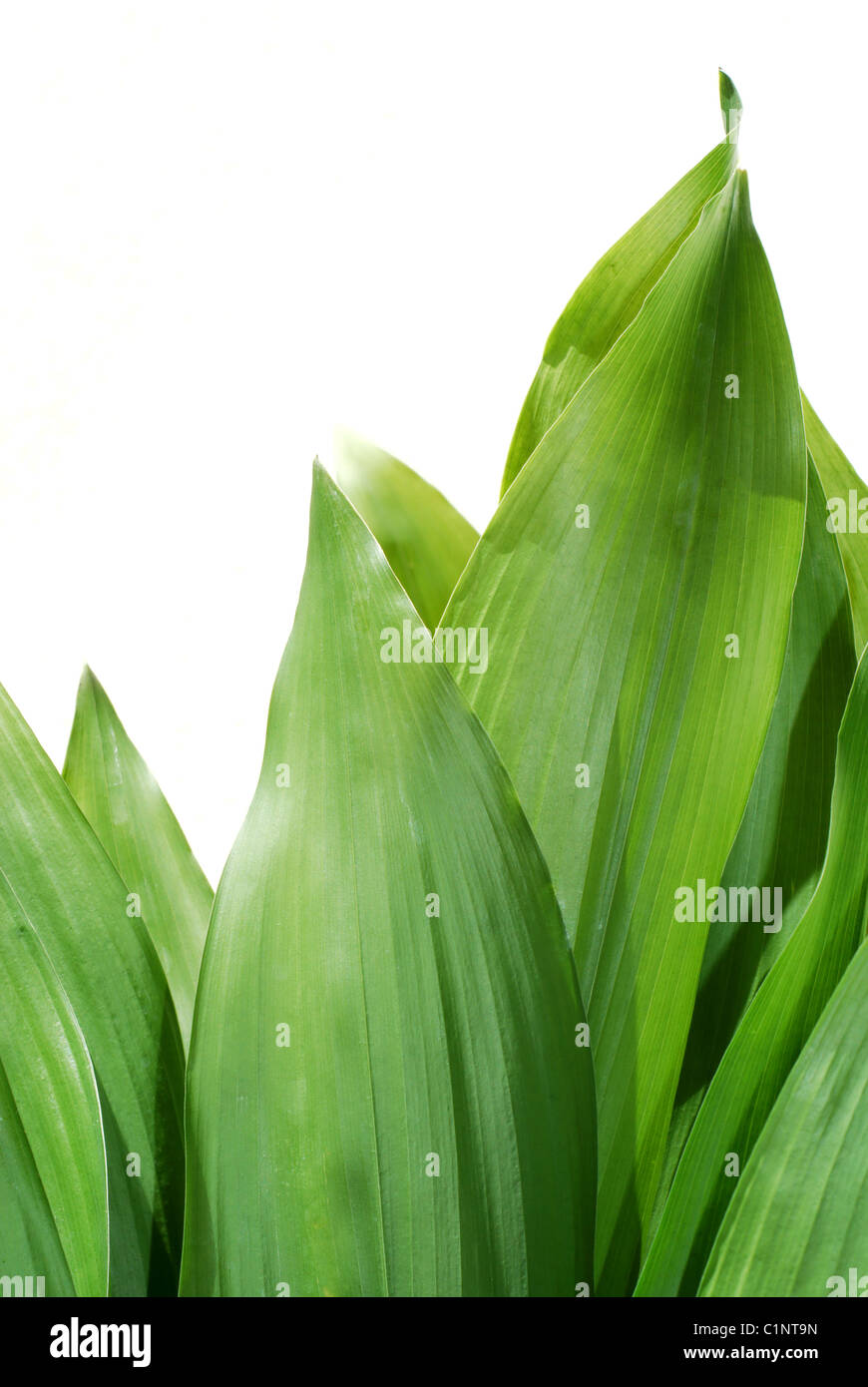 Green leaves photographed on white background (no post work isolation) Stock Photo