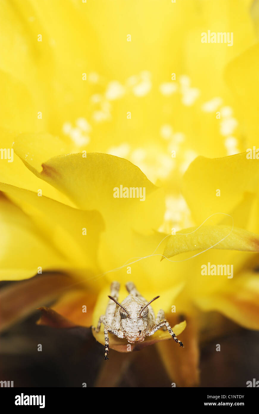 Little sitting on the petals of yellow echinopsis flower