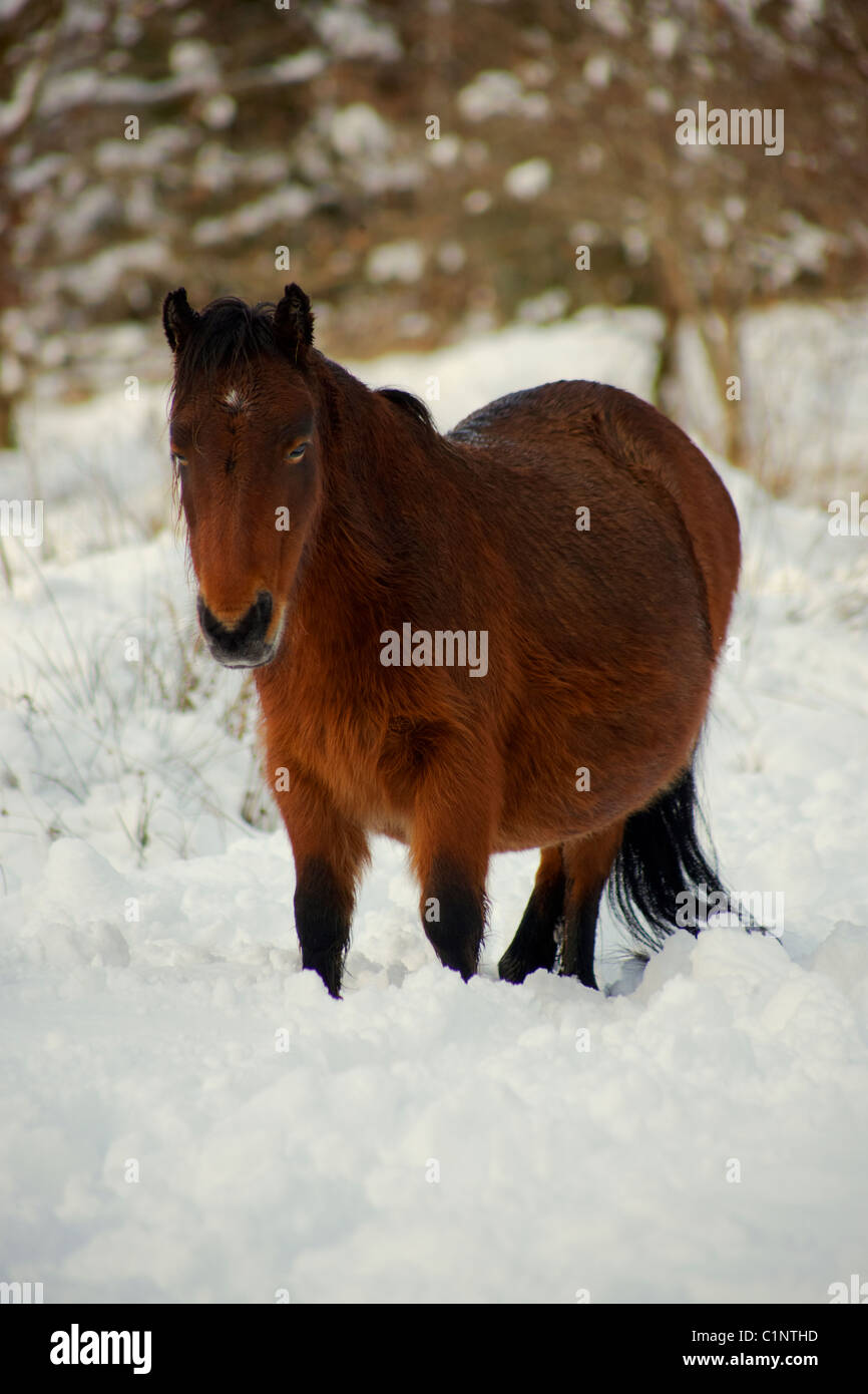 Dartmoor pony up to its knees in winter snowfall at Burrator arboretum
