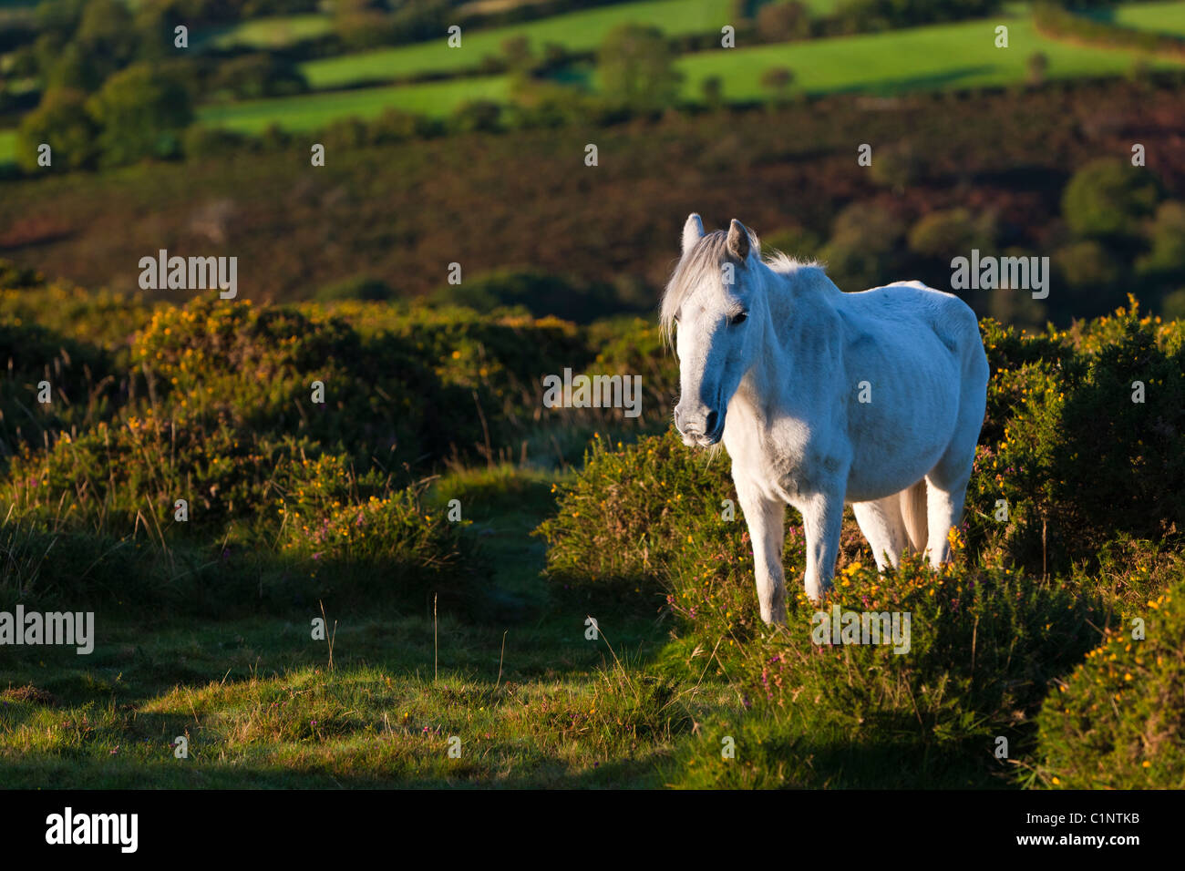 Dartmoor Pony, Dartmoor National Park Stock Photo Alamy