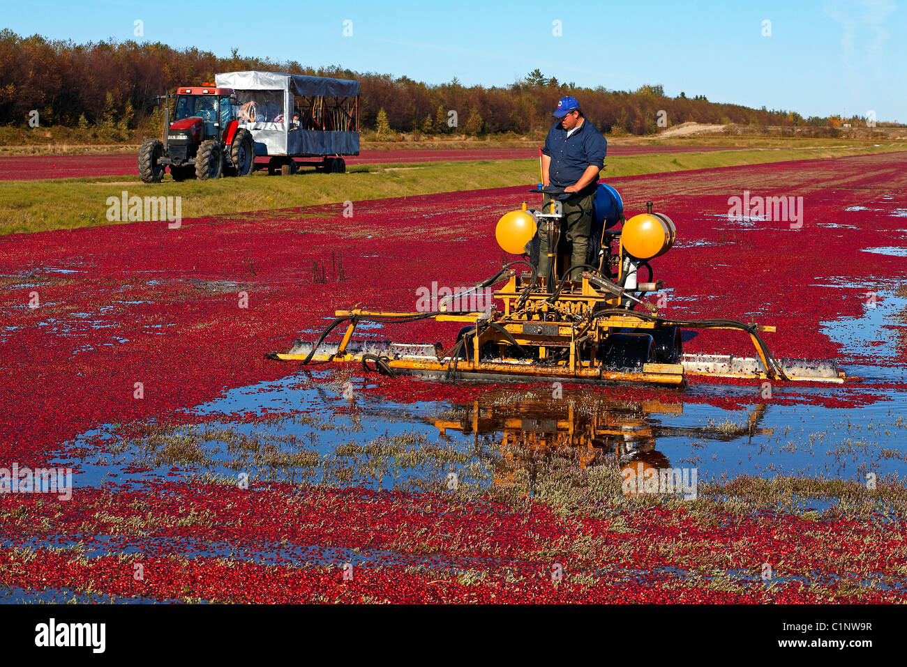 Cranberry harvesting machine hires stock photography and images Alamy