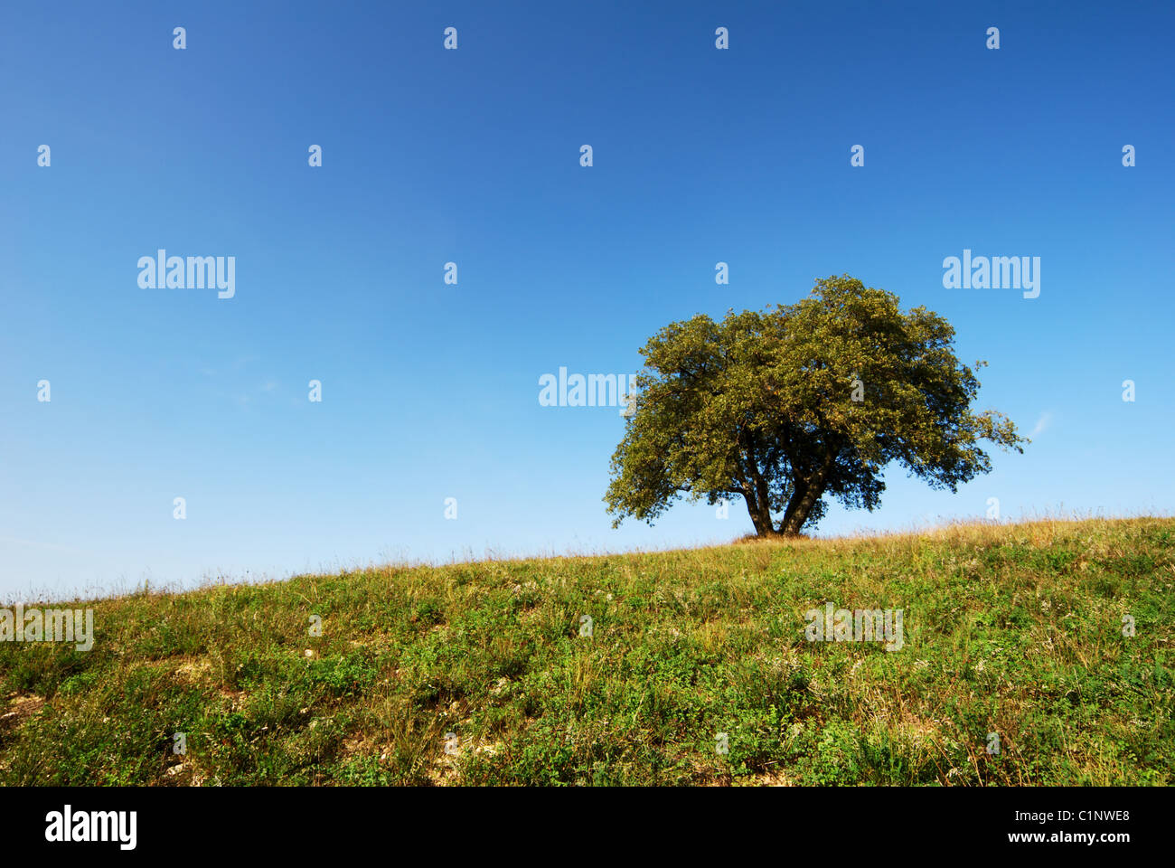 Large oak tree in green field under deep blue sky Stock Photo - Alamy