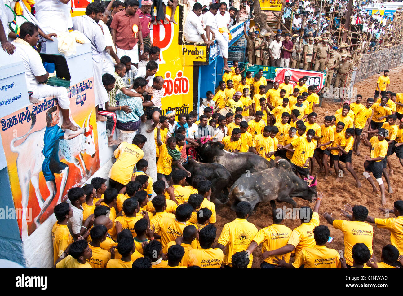 Jallikattu bull taming event during the Pongal Festival event in village of Alanganallur Stock Photo