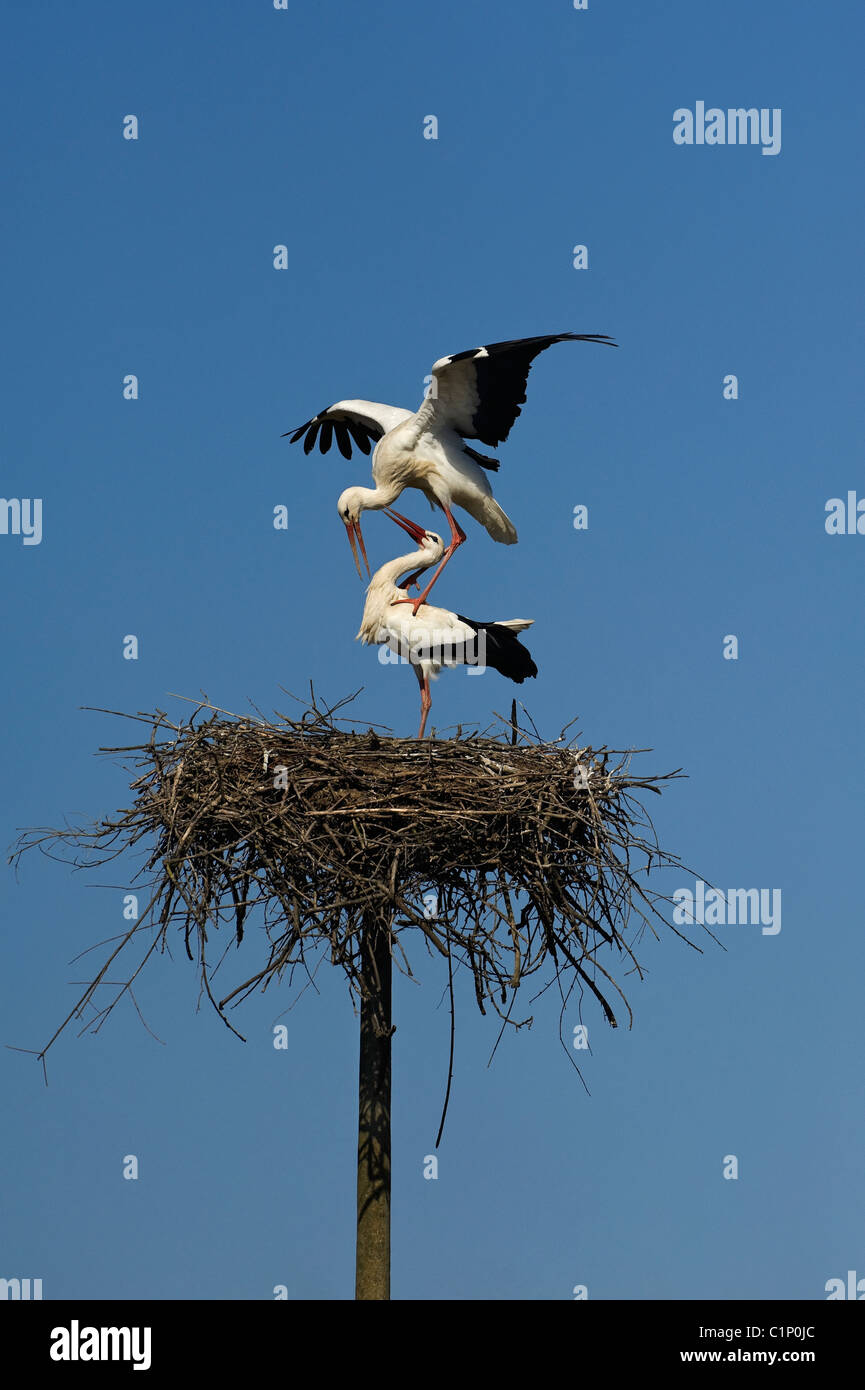 Italy Piedmont Racconigi White Storks coupling in the nest Stock Photo
