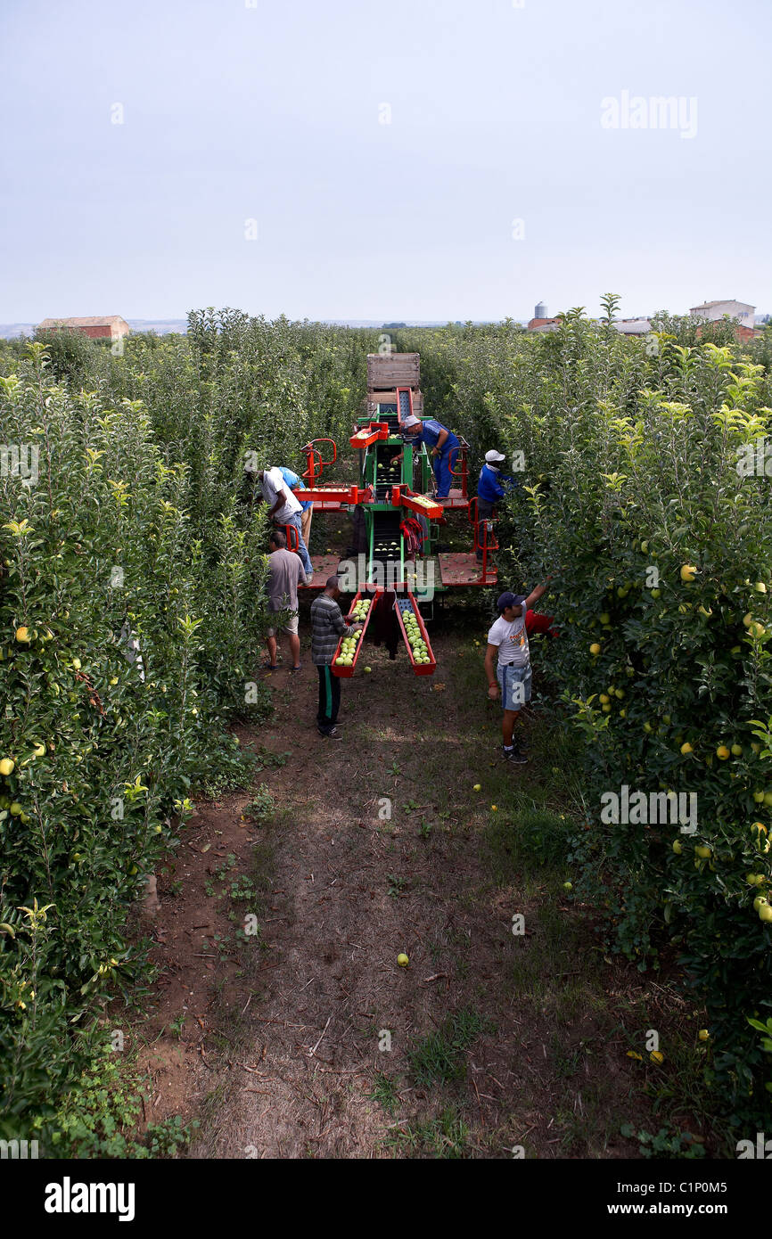 Collecting apples with machine. LLeida, Spain. Stock Photo