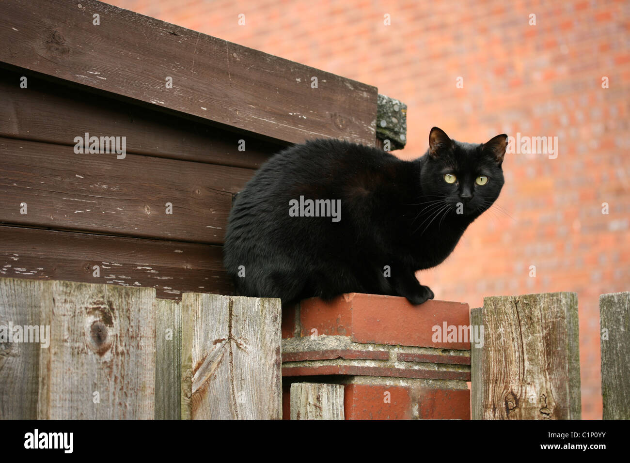 A black cat with beautiful green eyes sitting on a fence Stock Photo ...