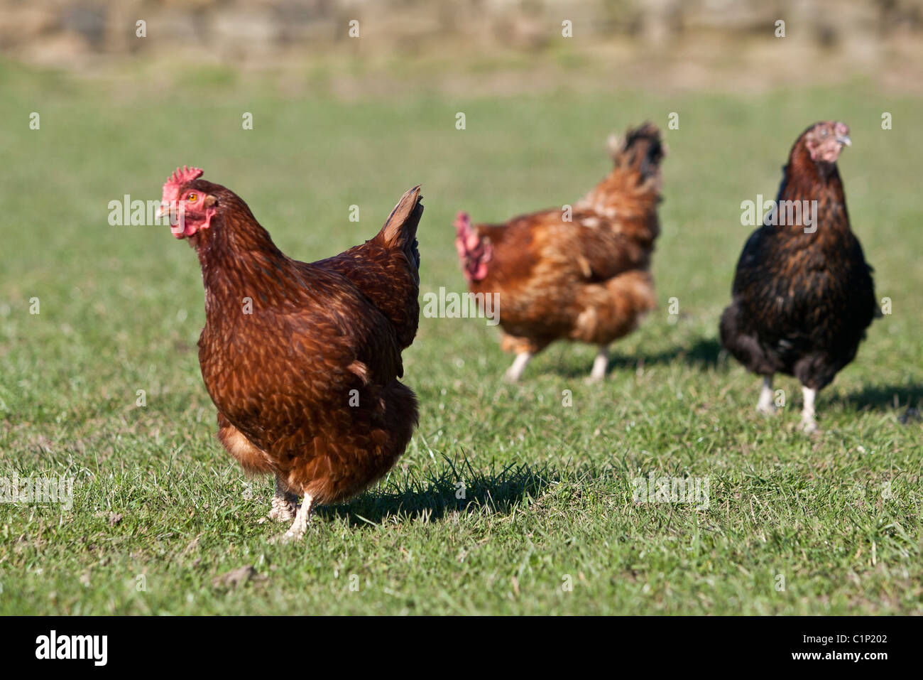 Brown free range chickens roam in a grass field, looking for food Stock