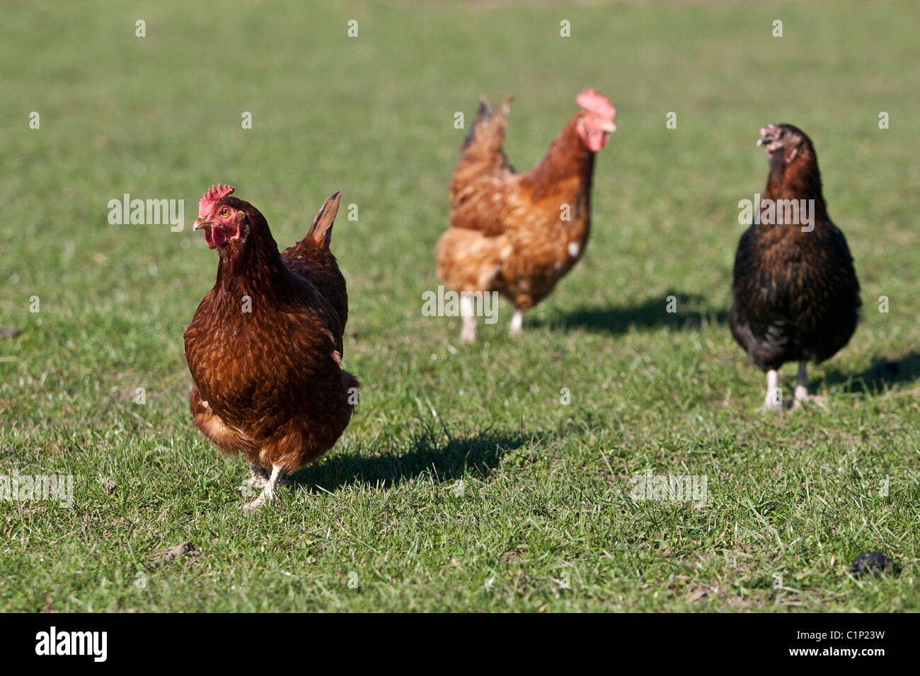 Brown free range chickens roam in a grass field, looking for food Stock