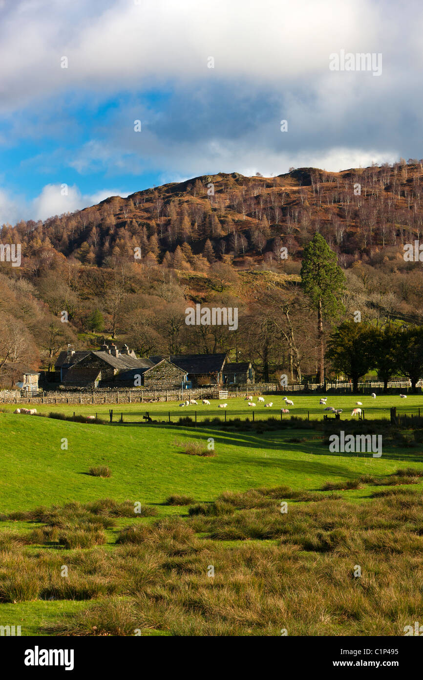 Farm in Lake District National Park, Nether End, Yewdale, Cumbria, England, Europe Stock Photo