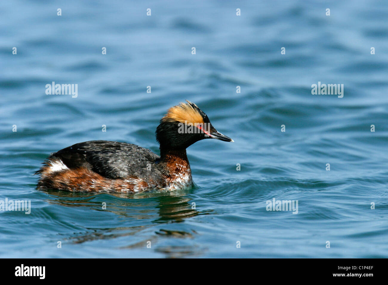 A male Horned Grebe (Podiceps auritus) in breeding plumage on the Jones Beach Inlet on Long Island in New York State. Stock Photo