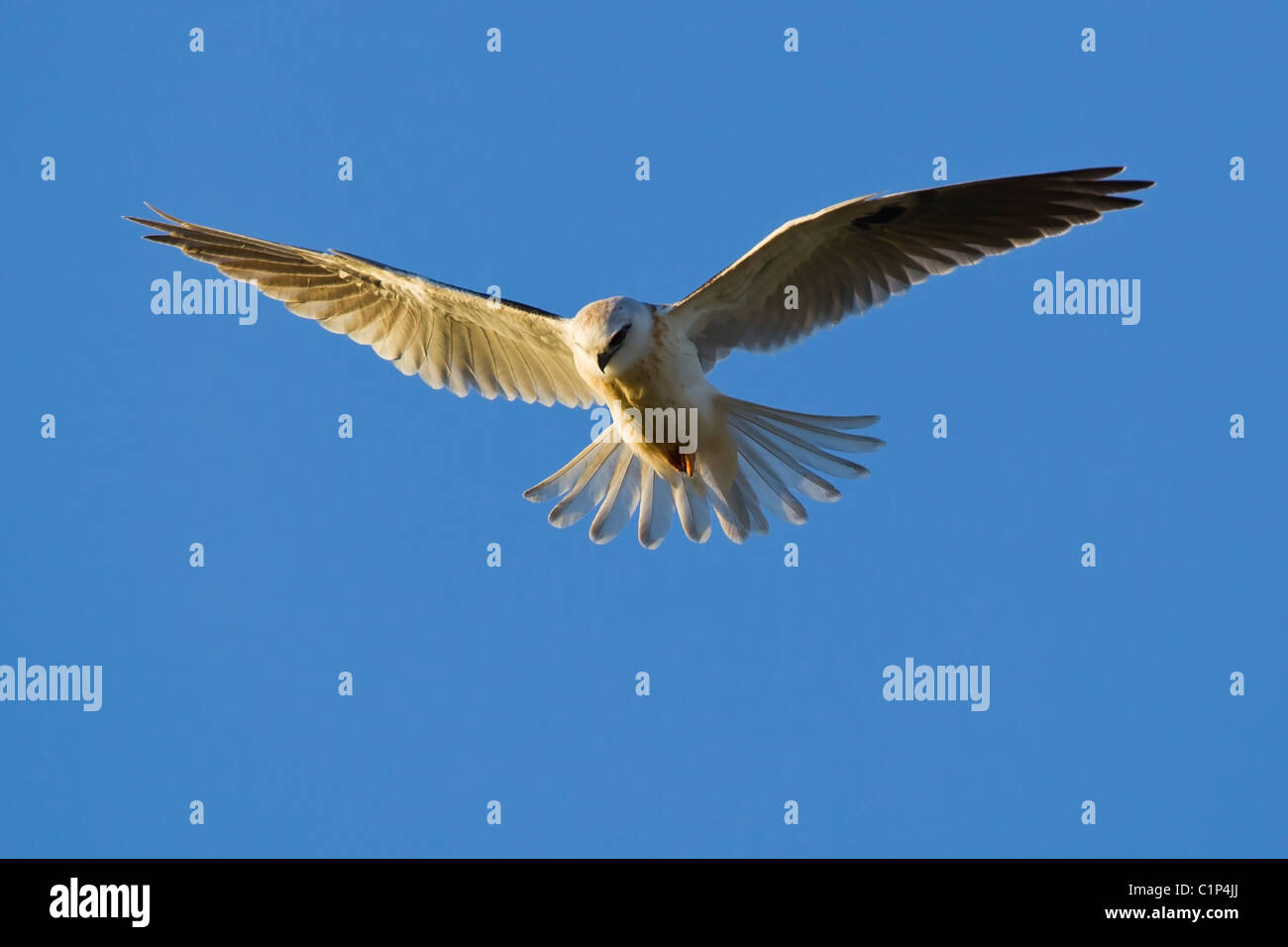 Black-shouldered Kite hovering. Stock Photo