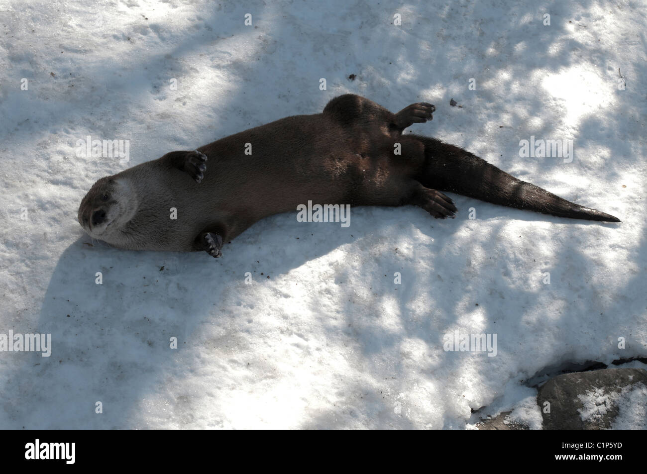 Otter tracks hi-res stock photography and images - Alamy