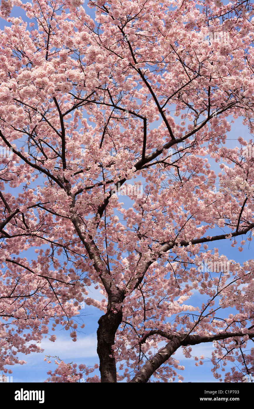 Cherry tree blossoms in full bloom around the Tidal Basin in Washington, DC. Stock Photo