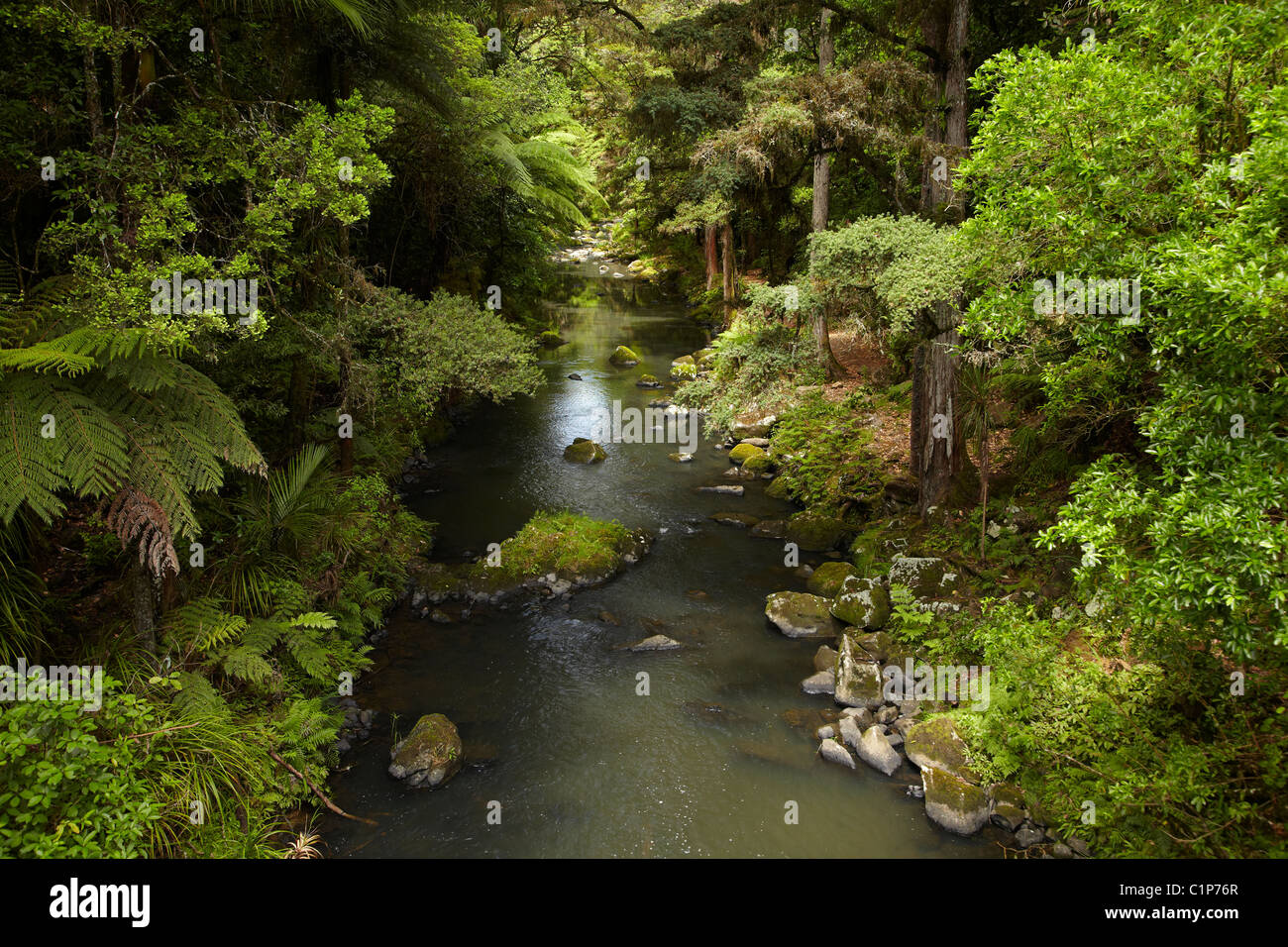 Hatea River below Whangarei Falls, Whangarei, Northland, North Island, New Zealand Stock Photo