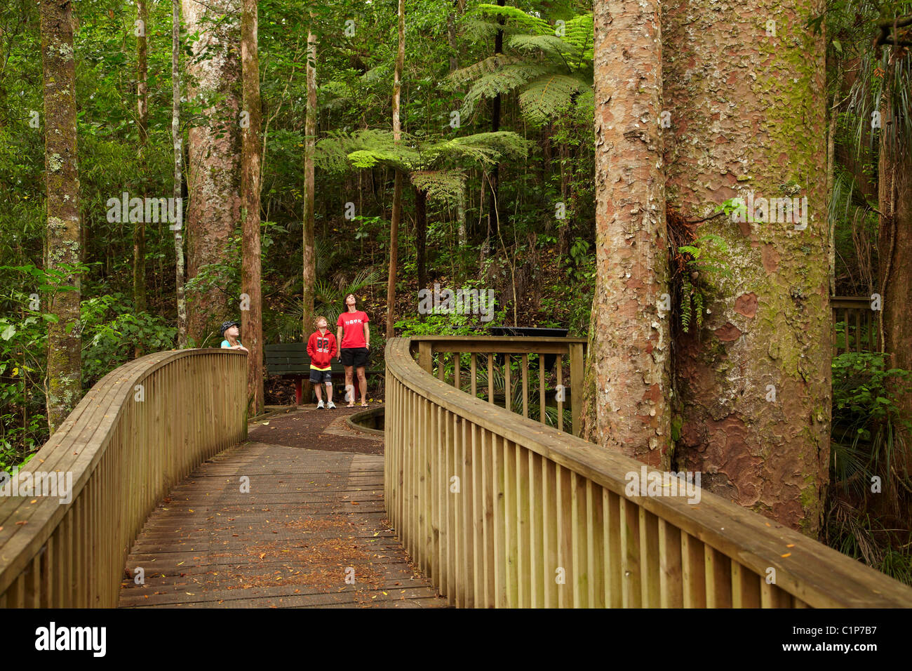 Kauri Tree and Boardwalk, A.H. Reed Memorial Kauri Park, Whangarei, Northland, North Island, New