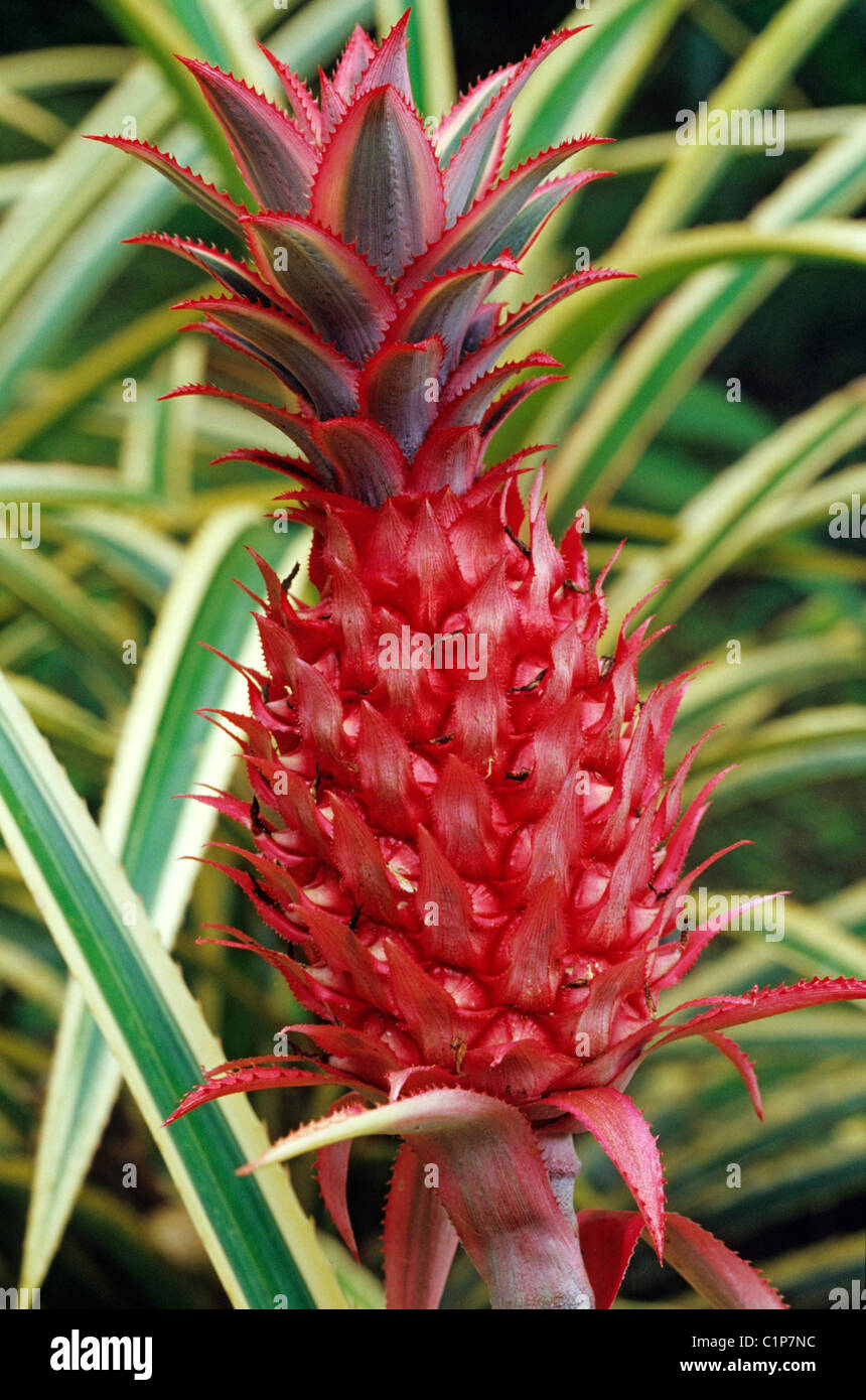 Costa Rica, Guanacaste, Peninsula Papagayo on the west coast, decorative pineapple called Ananas bracteatus Stock Photo