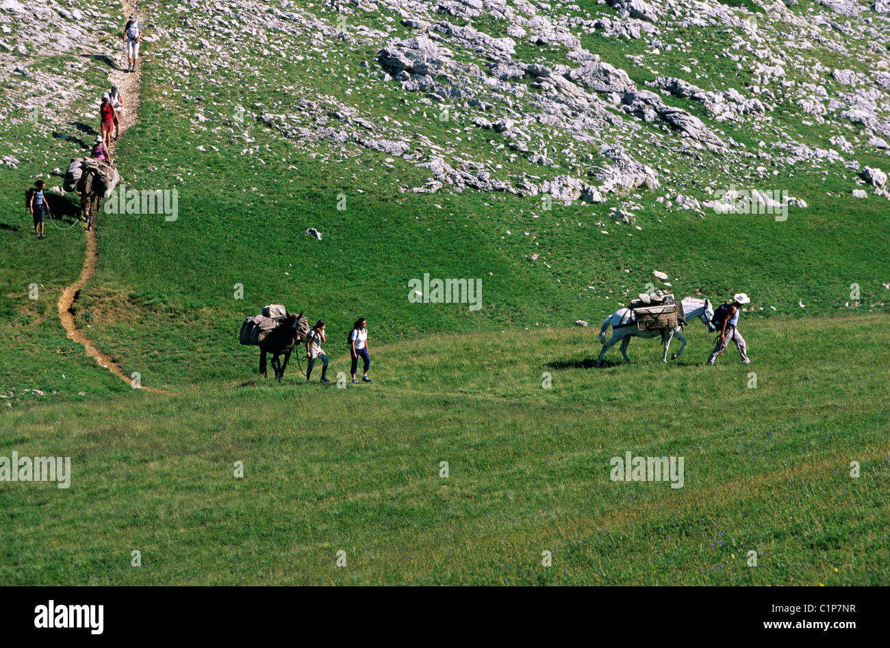 France Drome Hauts plateaux du Vercors nature reserve hicking with Les muletiers / G Blanc at the foot of Le Grand Veymont les Stock Photo