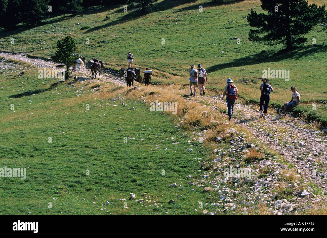 France, Drome, Hauts plateaux du Vercors nature reserve, hicking with Les muletiers / G Blanc, near Combe Male sheepfold Stock Photo