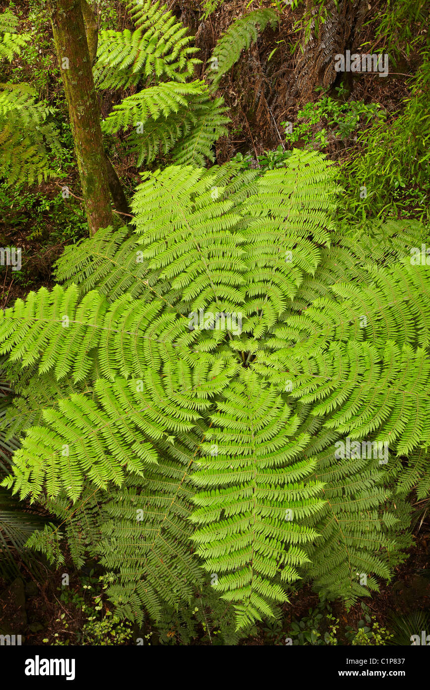 Tree fern, A.H. Reed Memorial Kauri Park, Whangarei, Northland, North