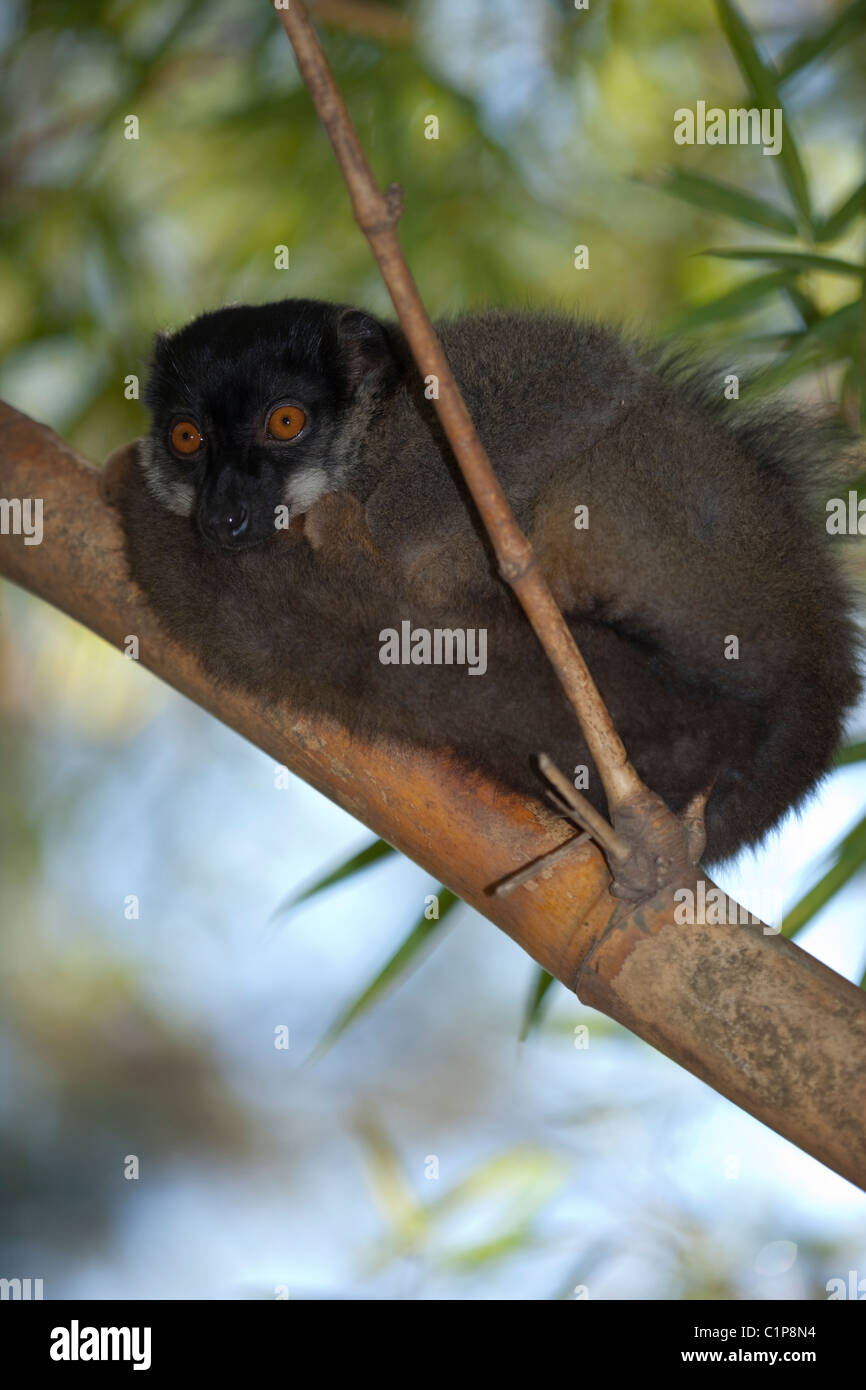 Common Brown Lemur (Eulemur fulvus fulvus). Madagascar Stock Photo - Alamy