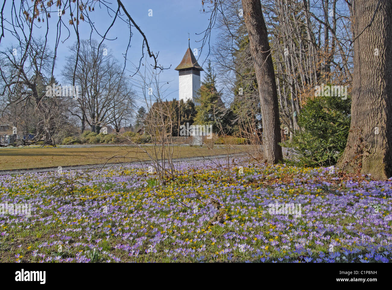 Springflowers Crocus in Schaudaupark with romanic church Scherzligen, Thun, Switzerland Stock Photo