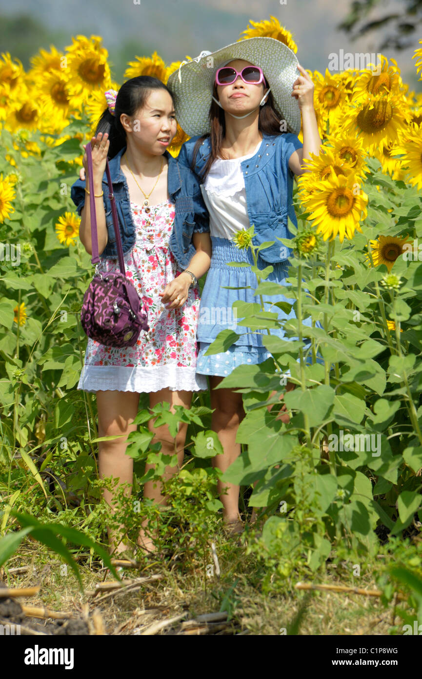girls posing, sunflower fields of lopburi , central thailand Stock