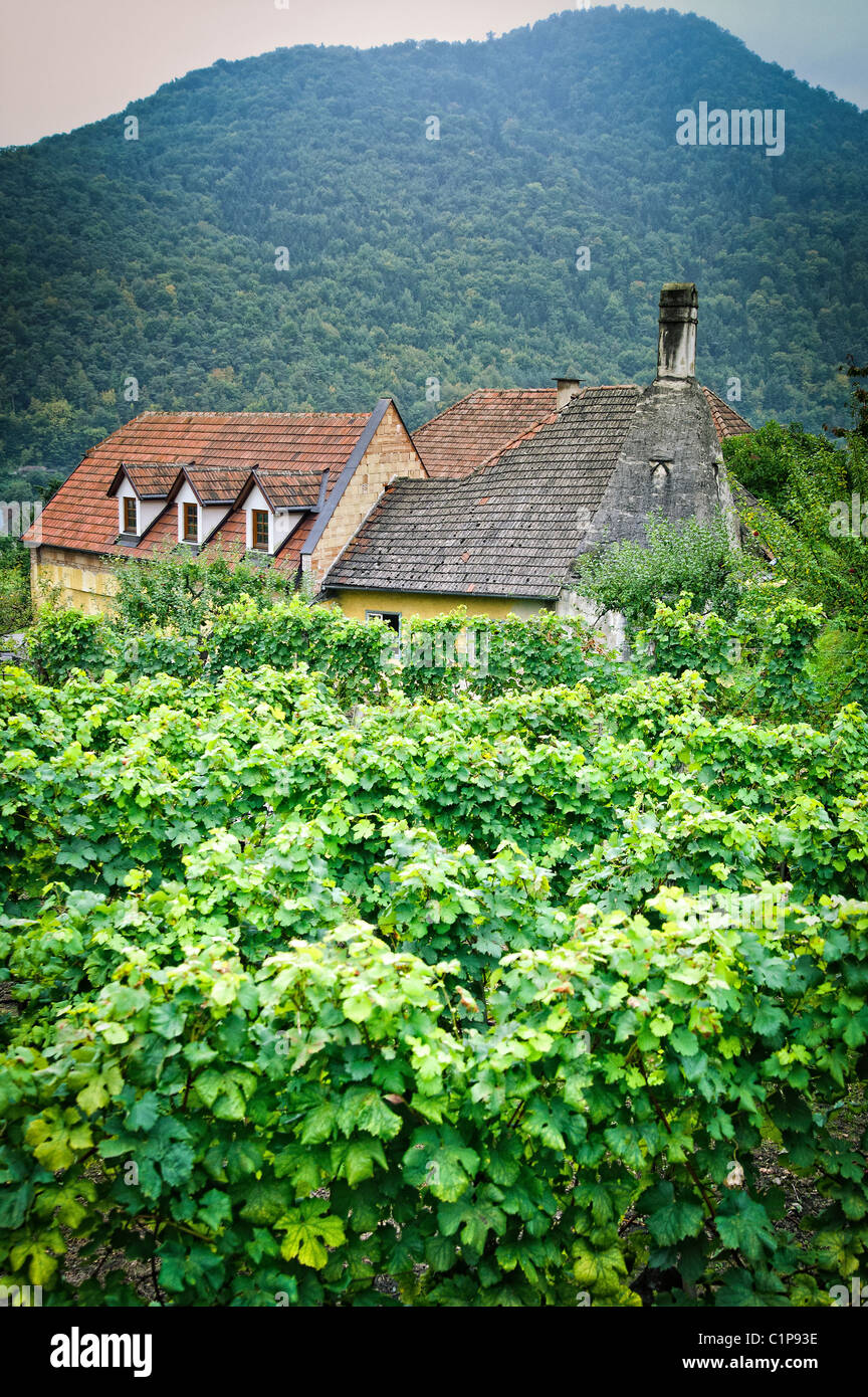 House in a Vineyard Stock Photo - Alamy