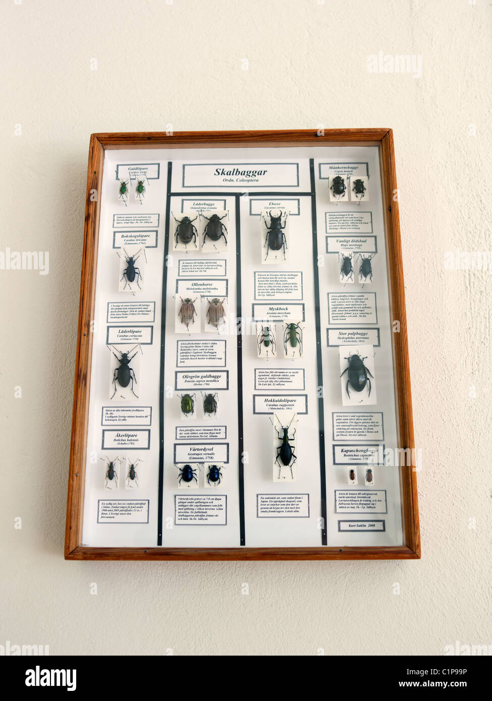 Framed beetle collection on wall Stock Photo