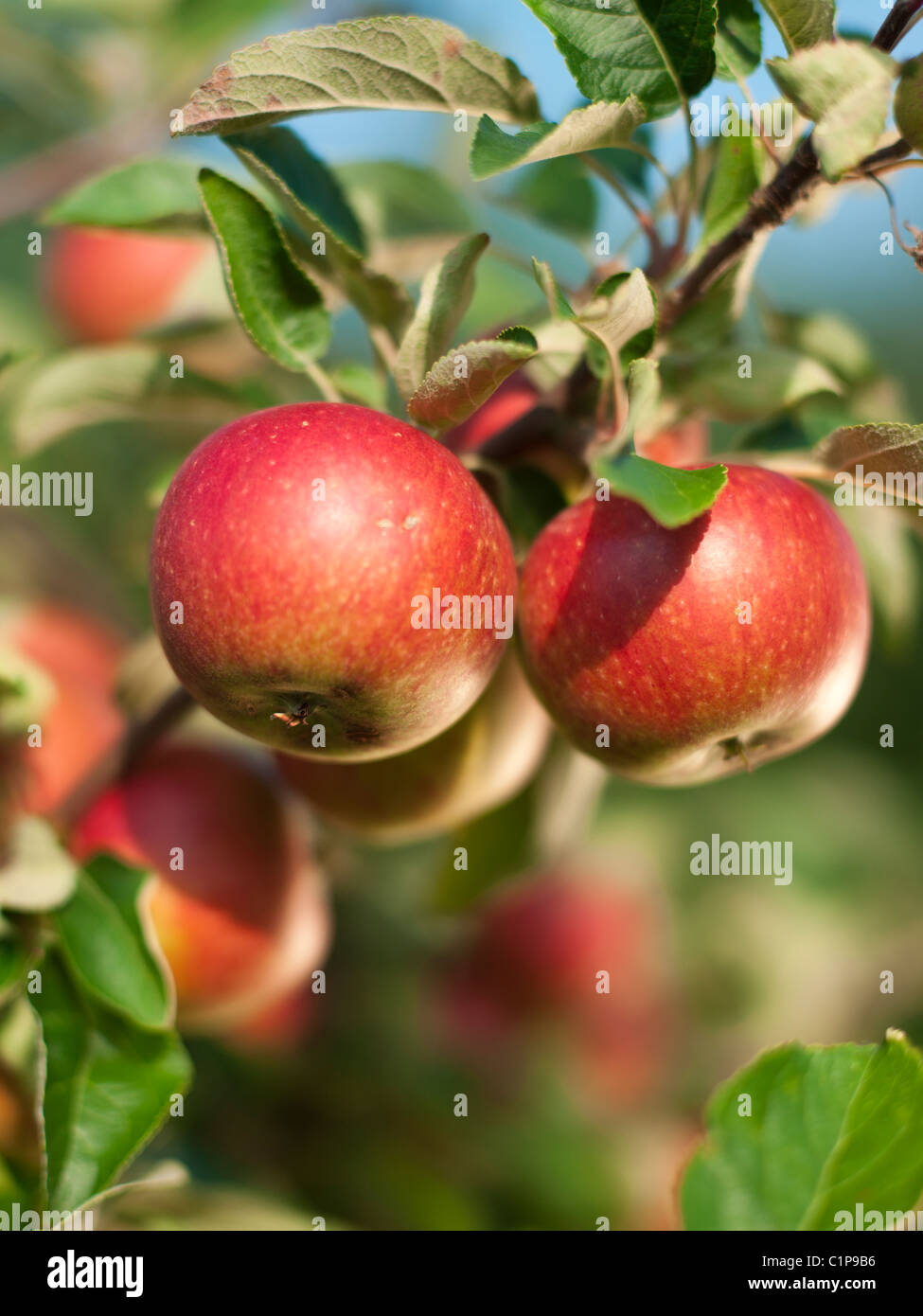 Apples on branch, close-up Stock Photo