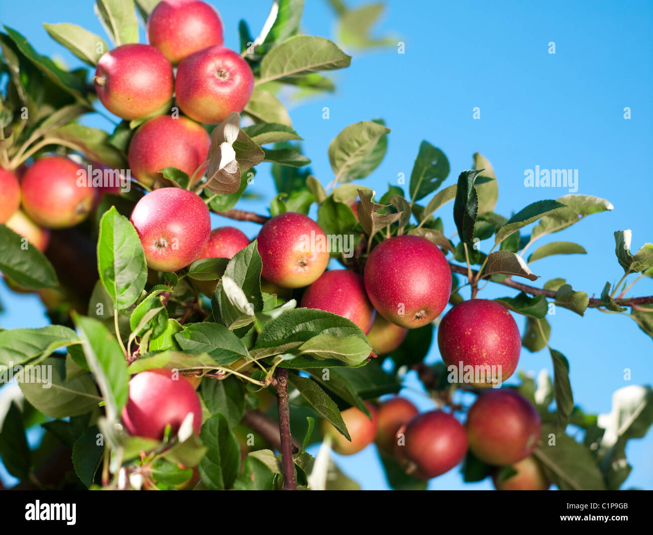 Apples on branch against clear sky Stock Photo