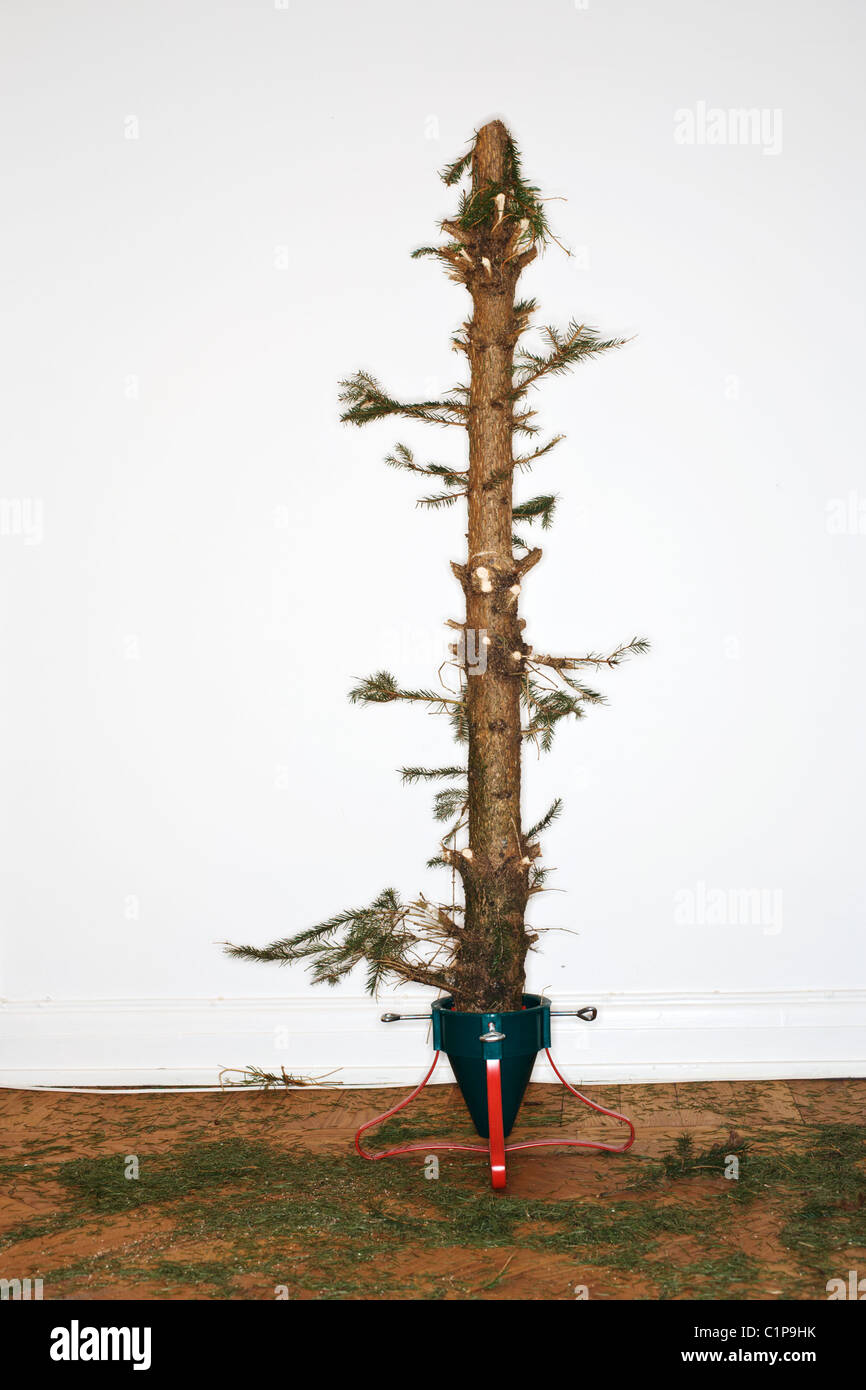 How To Save A Dead Christmas Tree at Melvin Becker blog