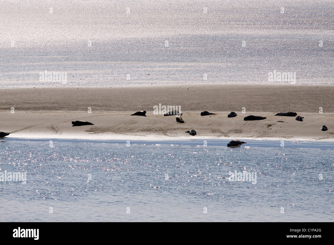 Germany, Ostfriesland, Nordeney, seals on beach Stock Photo
