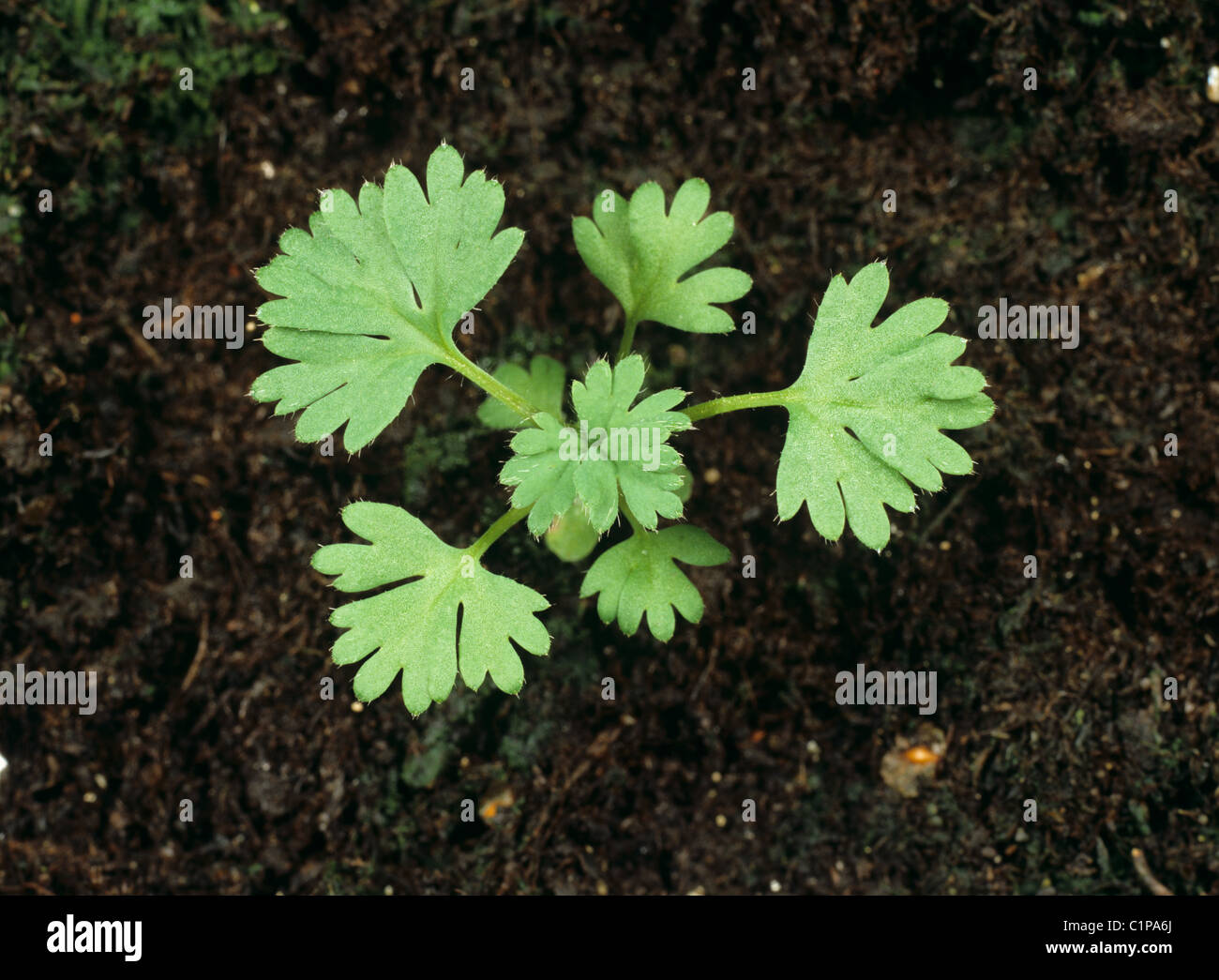 Parsley piert (Aphanes arvensis) young seedling plant Stock Photo