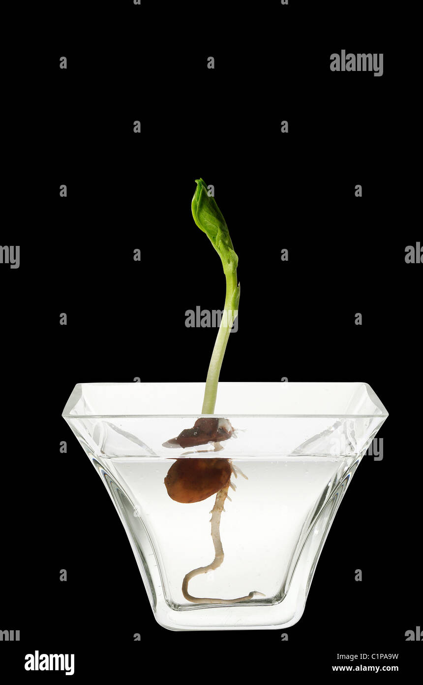 Growing seedling in glass Stock Photo Alamy