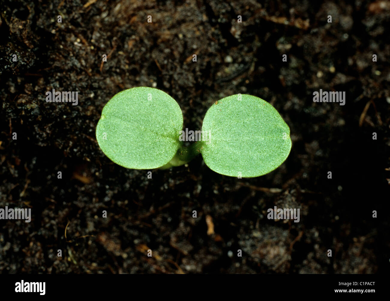 Meadow buttercup (Ranunculus acris) seedling cotyledons only Stock Photo
