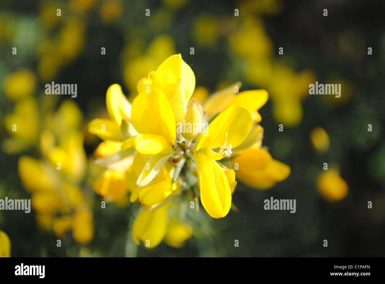Shrub close up hi-res stock photography and images - Alamy