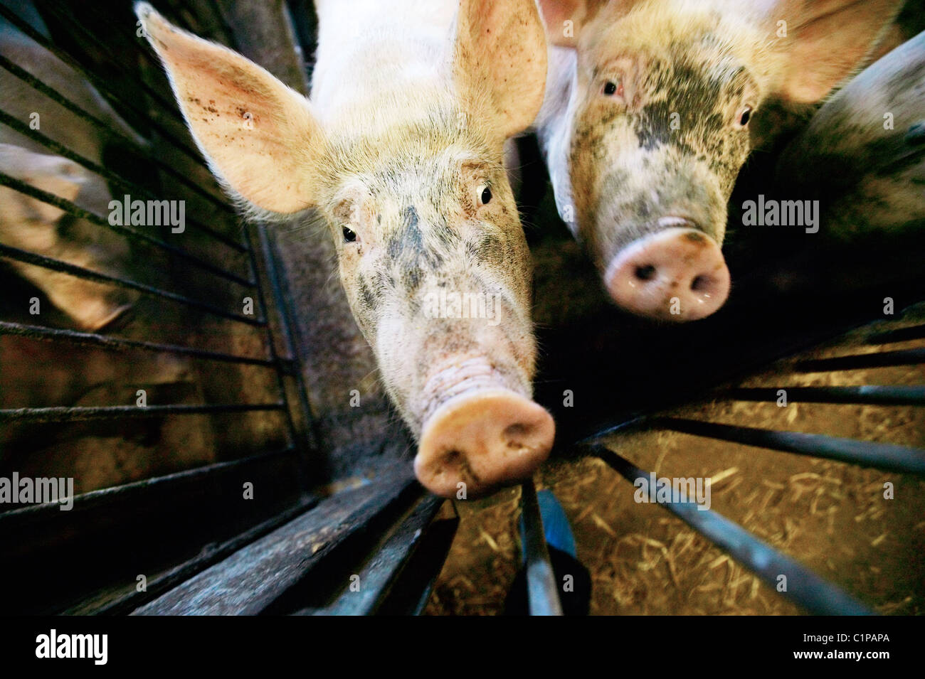 Pigs in cage Stock Photo