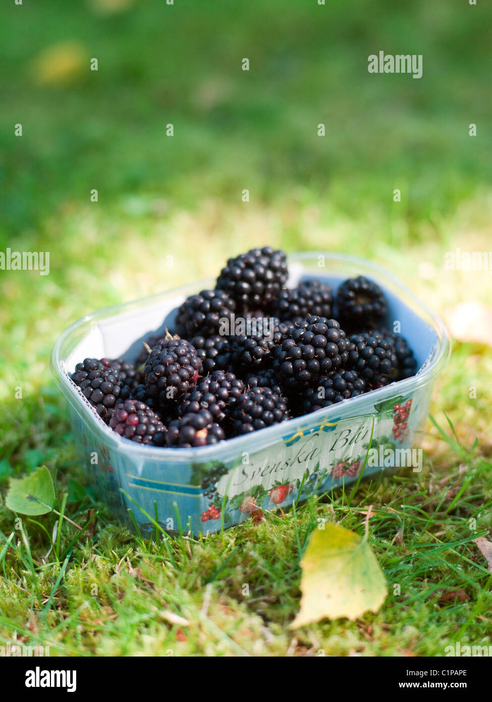 Box of blackberries on grass Stock Photo