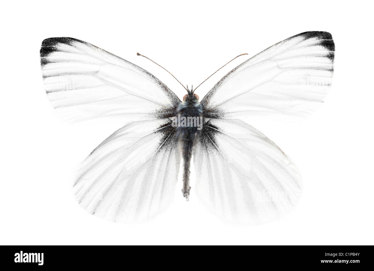 Studio shot of sharp-veined white butterfly Stock Photo