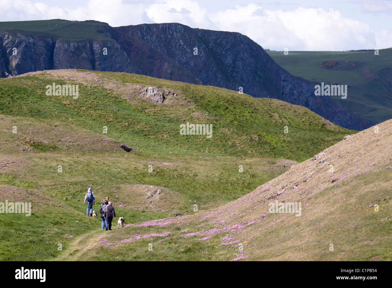 Scotland, St Abbs Head, hikers walking on hillside Stock Photo