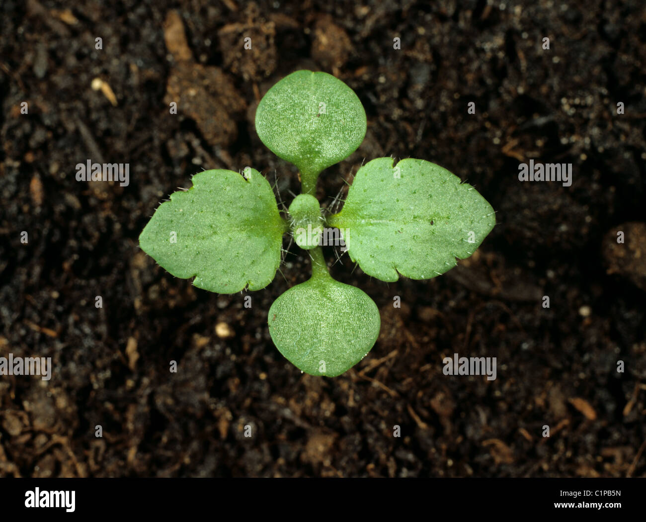 Wall Speedwell (Veronica arvensis) seedling with first two true leaves forming Stock Photo